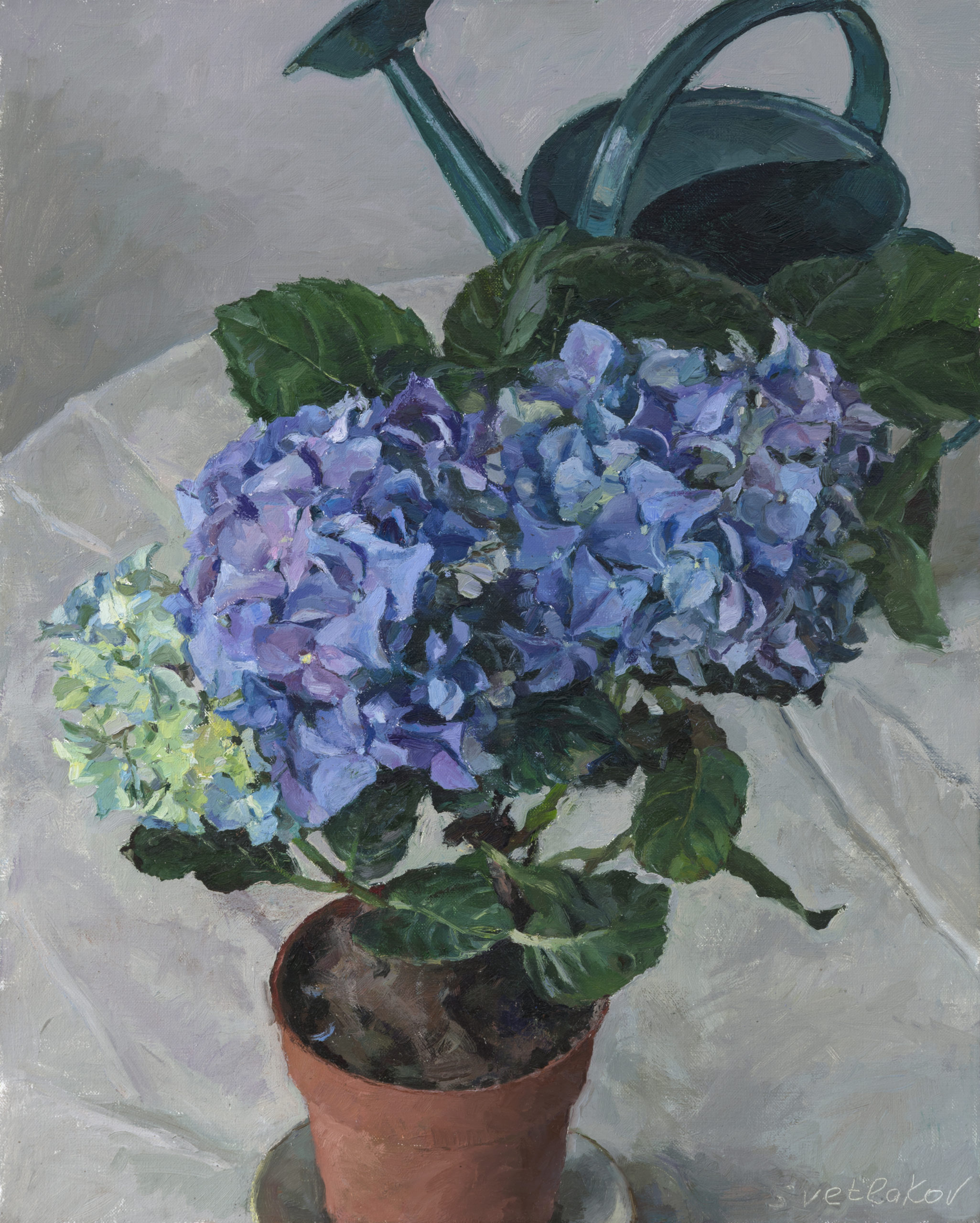 Still-life with Blue Hydrangea: oil on canvas, 50x40 cm.